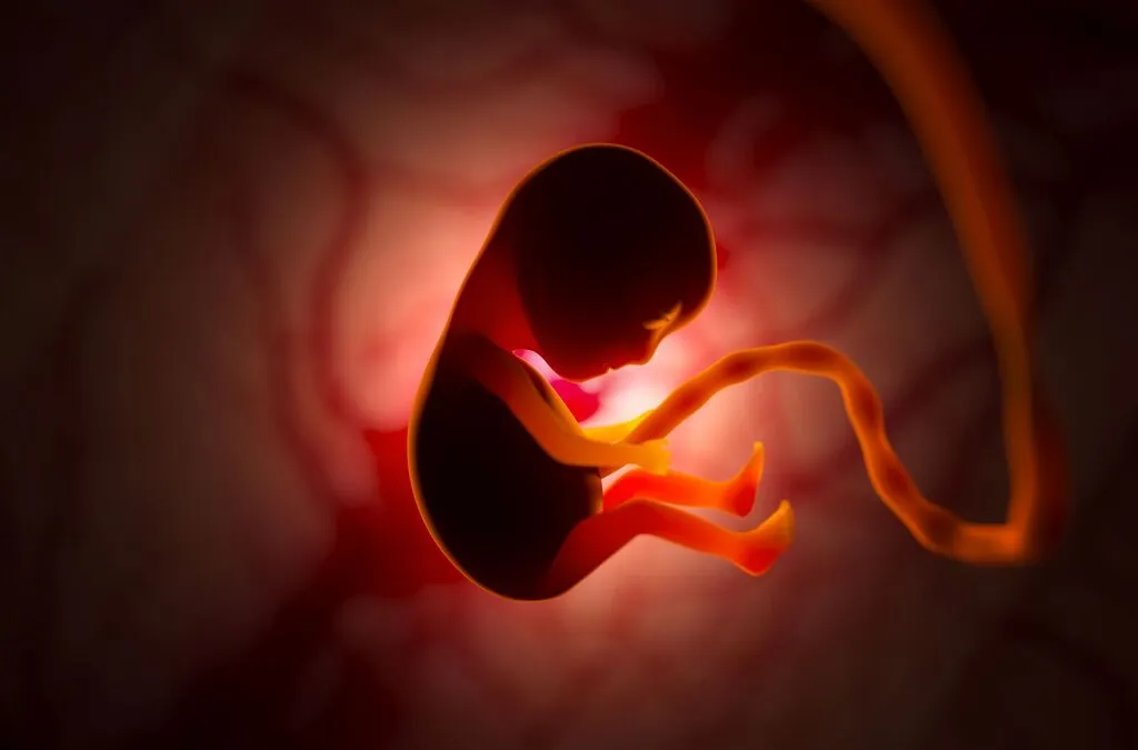 embrión humano corán